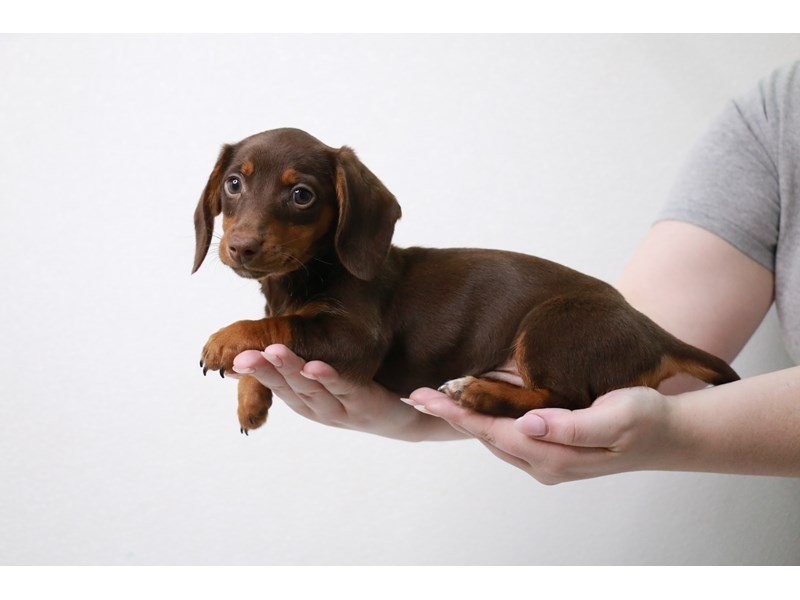 Miniature Dachshund-DOG-Female-Chocolate / Tan-3906077-My Next Puppy