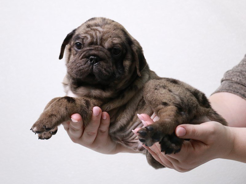 Pug/Ori Pei-DOG-Male-Chocolate Merle-3932716-My Next Puppy