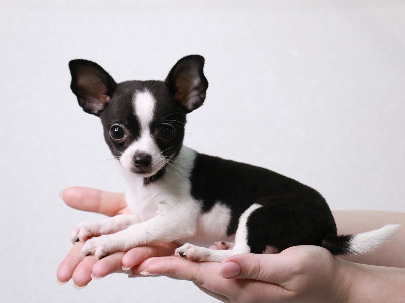 Chihuahua-Male-Black / White-3932720-My Next Puppy