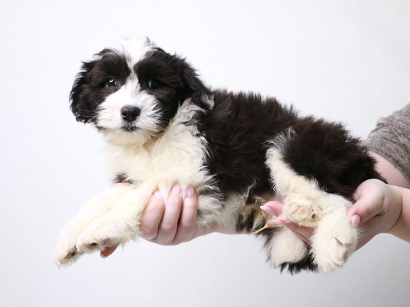 Aussiedoodle Mini-DOG-Male-Black / White-3932718-My Next Puppy