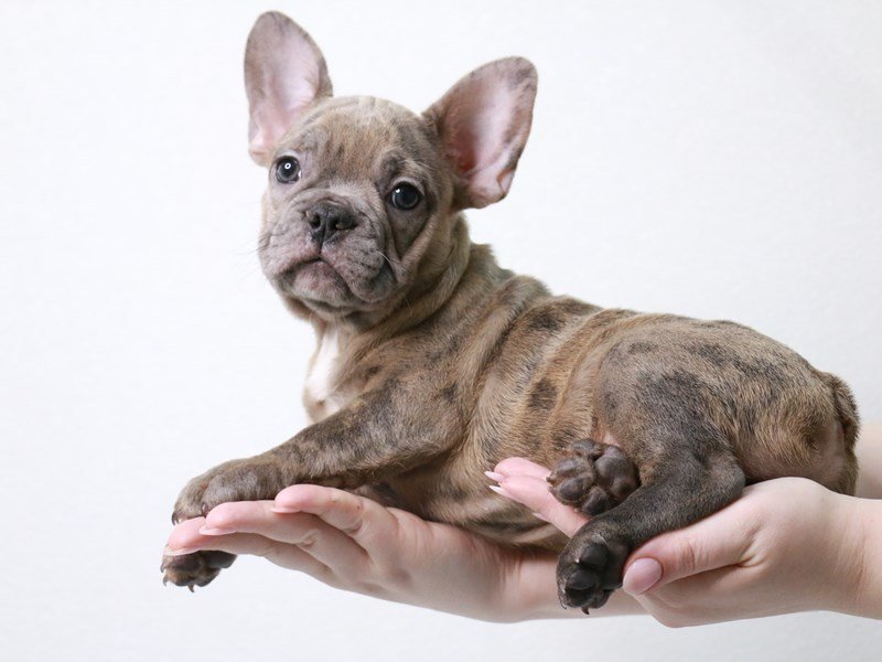 French Bulldog-DOG-Male-Blue Merle-3932715-My Next Puppy
