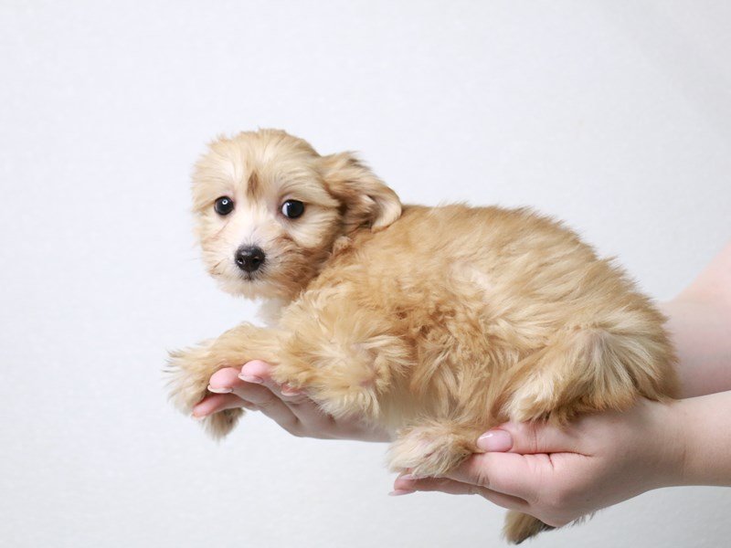 Chinese Crested-DOG-Female-Apricot-3941072-My Next Puppy