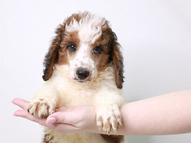 Poodle Standard-DOG-Male-White / Red Merle-3776856-My Next Puppy