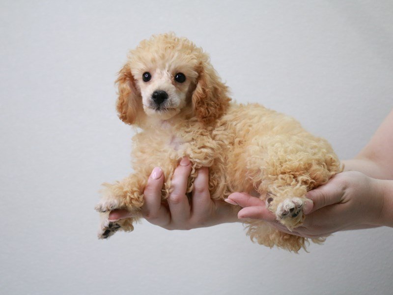 Miniature Poodle-DOG-Female-Apricot-3786619-My Next Puppy