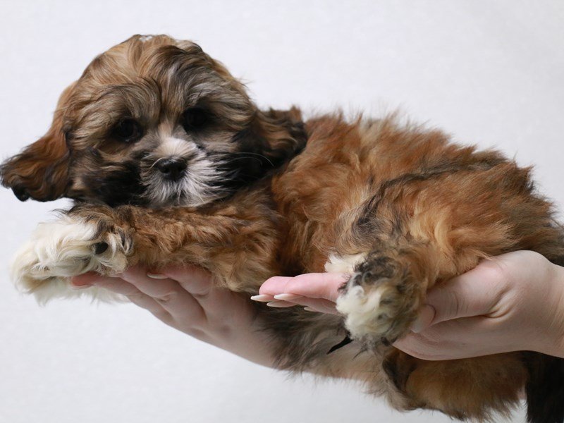 Lhasa Apso-DOG-Male-Golden-3880295-My Next Puppy