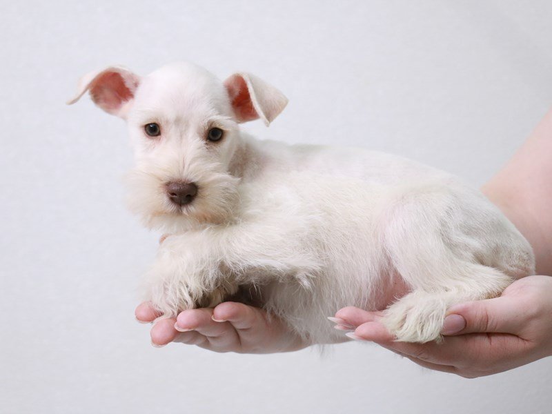 Miniature Schnauzer-Male-White-3914086-My Next Puppy