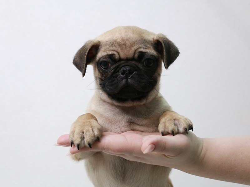 Pug-Male-Fawn-3922976-My Next Puppy