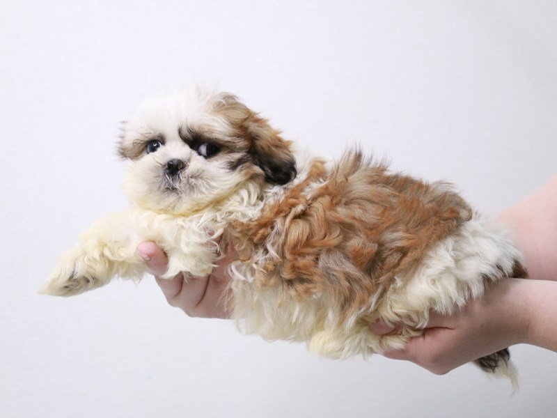 Malshi-DOG-Male-Gold / White-3922983-My Next Puppy
