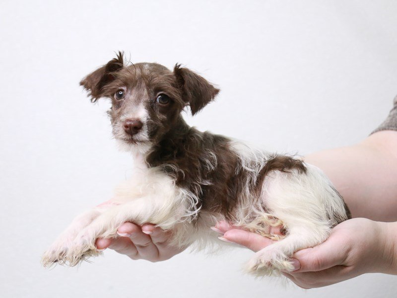 Miniature Schnauzer-Male-White / Chocolate-3932711-My Next Puppy