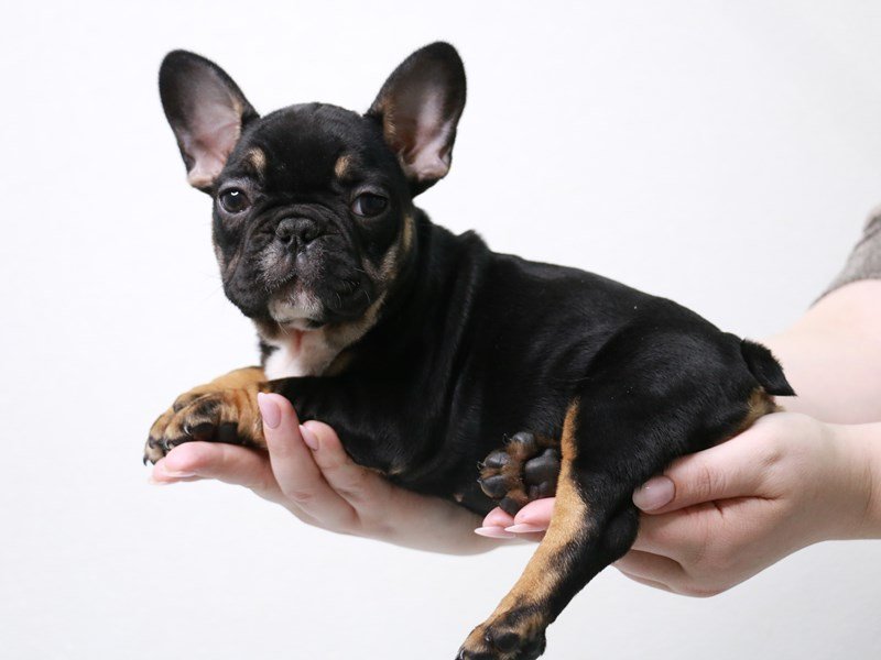 French Bulldog-Female-Black / Tan-3932714-My Next Puppy