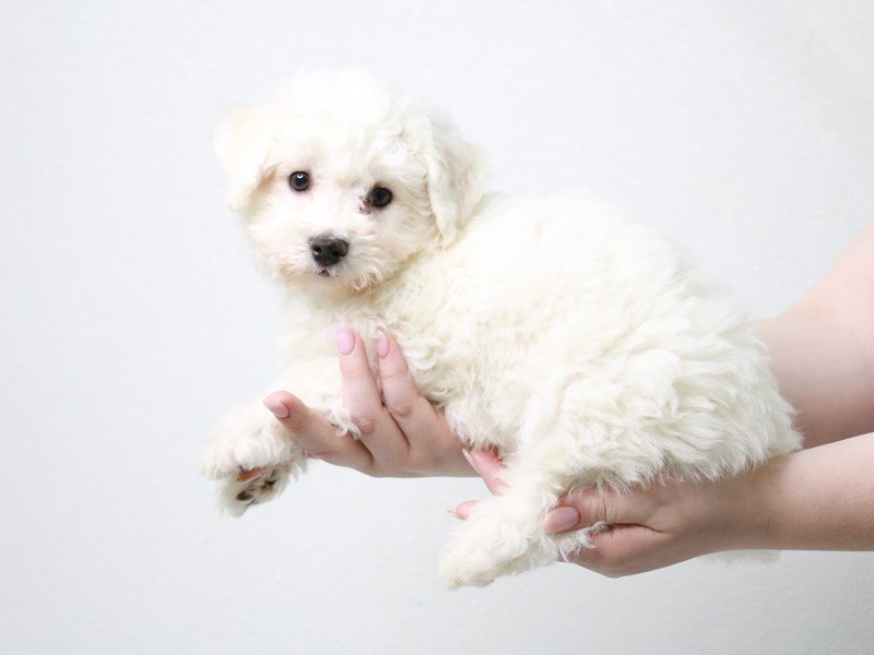Bichon Frise-DOG-Male-White-3941079-My Next Puppy