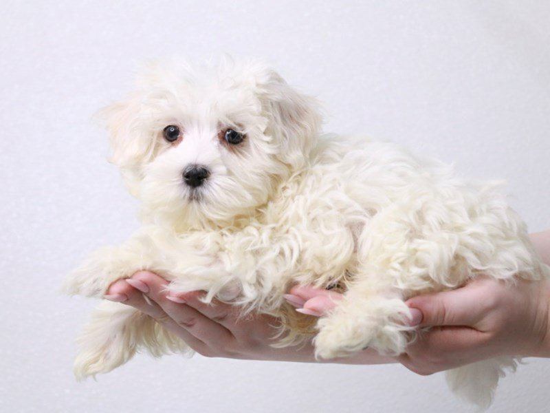 Maltese-Male-White-3941071-My Next Puppy