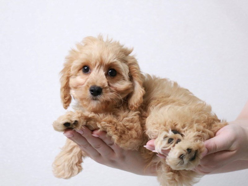 Cavapoo-DOG-Male-Apricot-3941075-My Next Puppy