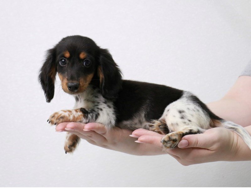 Miniature Dachshund-Male-Black / Tan-3941070-My Next Puppy