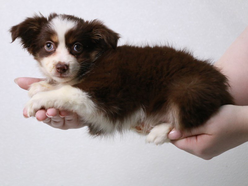 Australian Shepherd-Female-Chocolate-3960994-My Next Puppy
