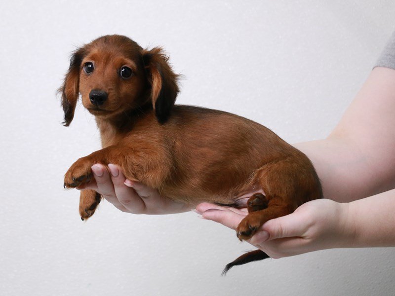 Miniature Dachshund-DOG-Male-Wild Boar-3960992-My Next Puppy