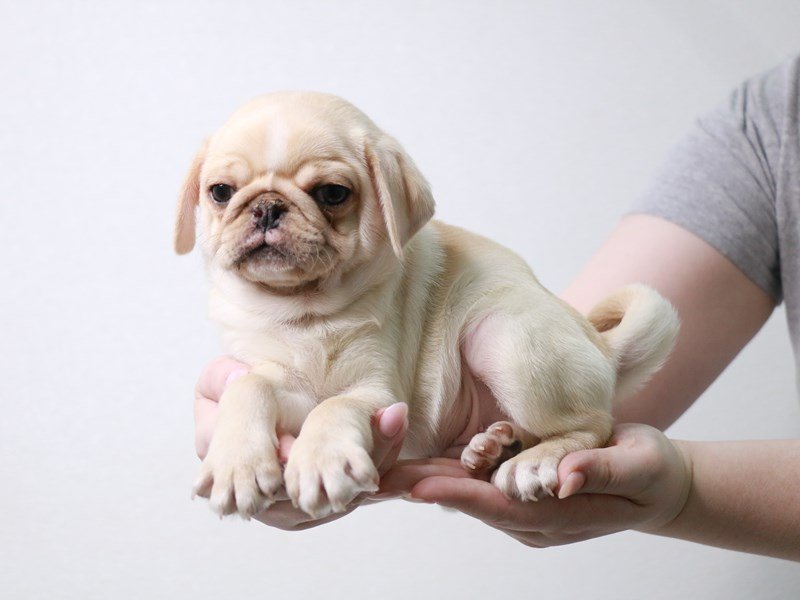 Pug-Male-Cream-3961135-My Next Puppy