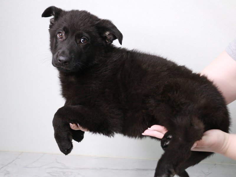 German Shepherd Dog-DOG-Female-Black-3971643-My Next Puppy