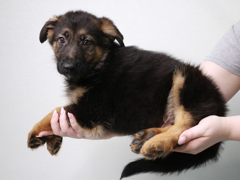 German Shepherd Dog-Male-Black / Tan-3971549-My Next Puppy