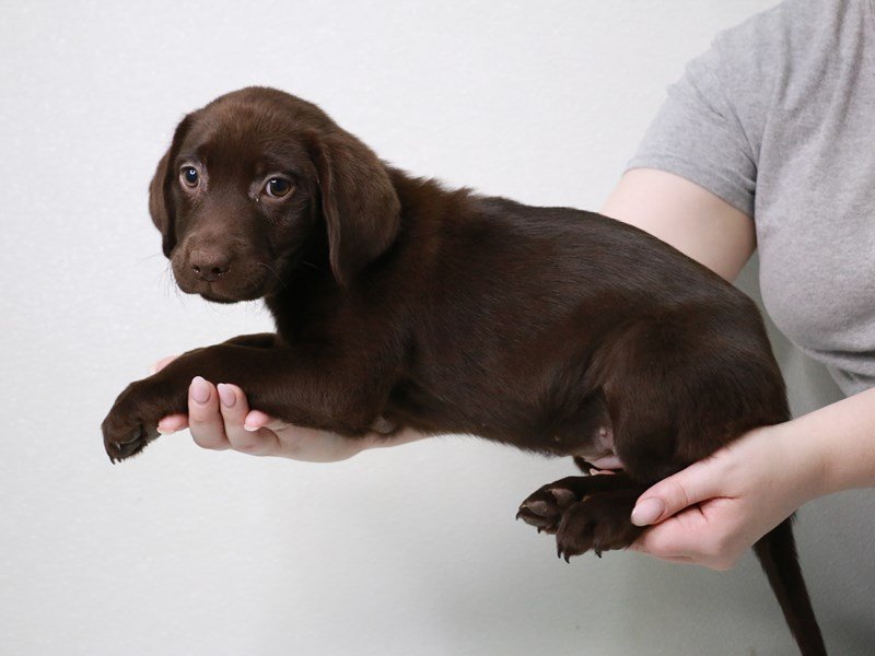 Labrador Retriever-Female-Chocolate-3971554-My Next Puppy