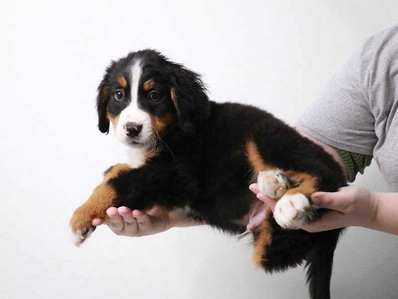 Bernese Mountain Dog-DOG-Male-Black Tan / White-3982197-My Next Puppy