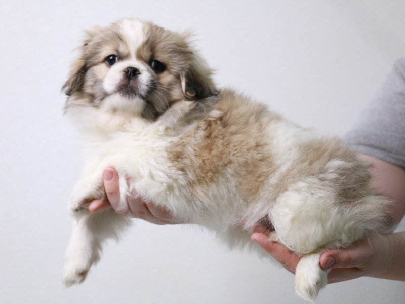Pekingese-DOG-Male-Fawn Sable-3982199-My Next Puppy