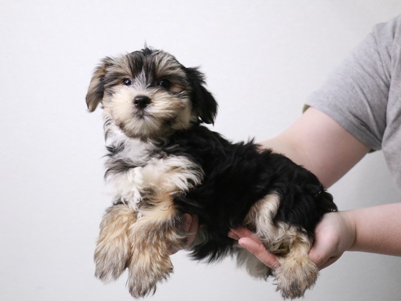 Morkie-DOG-Male-Black / Tan-3982198-My Next Puppy