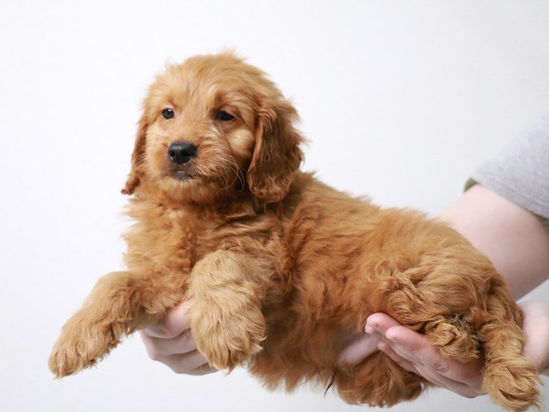 Mini Goldendoodle-Male-Apricot-3982194-My Next Puppy