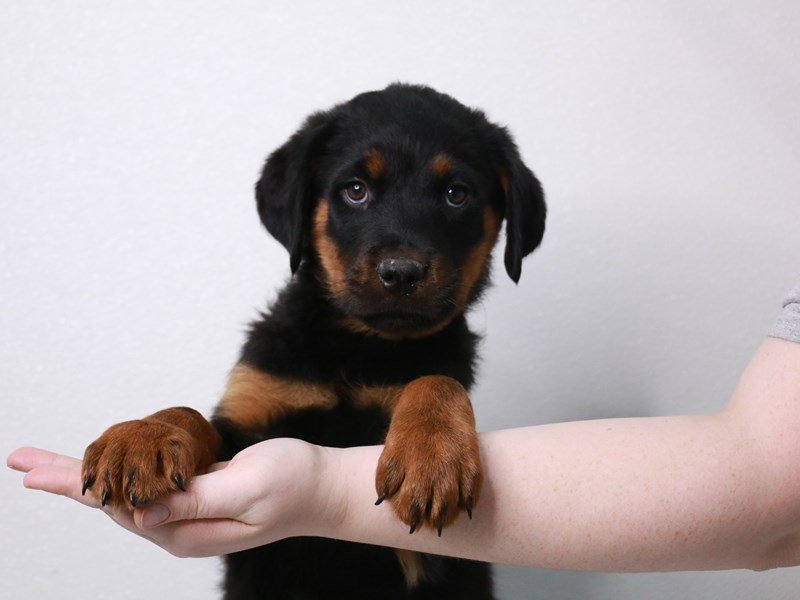 Rottweiler-Male-Black / Tan-3982196-My Next Puppy