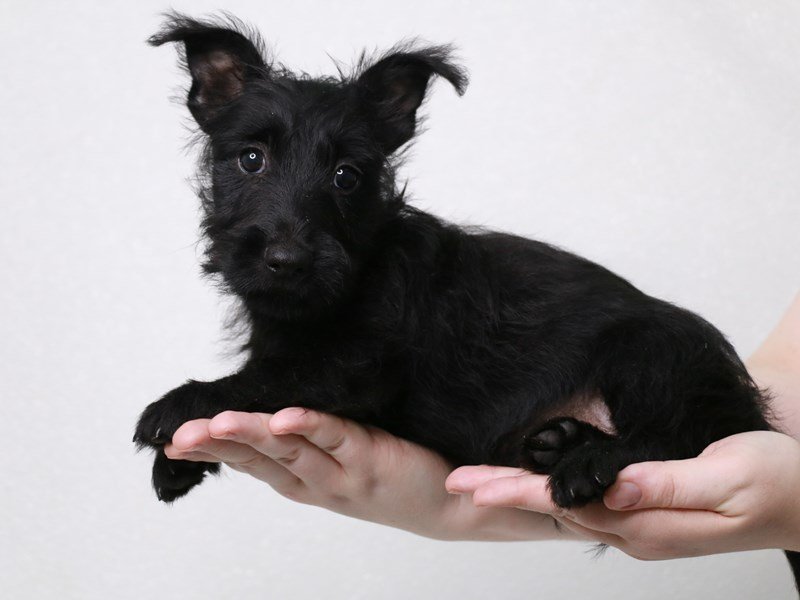 Scottish Terrier-Male-Black-3831393-My Next Puppy
