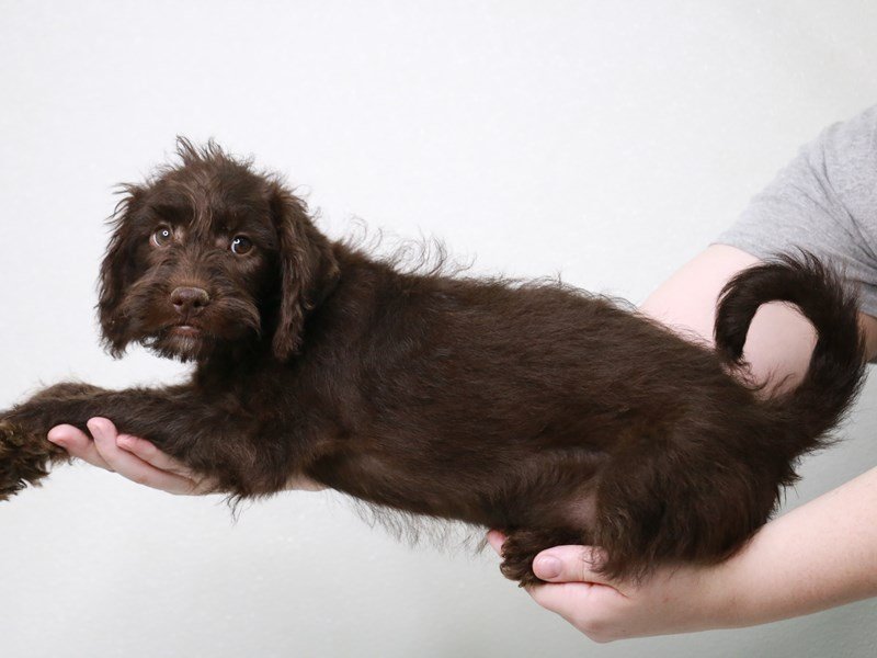 2nd Generation Mini Labradoodle-Female-Chocolate-3831340-My Next Puppy