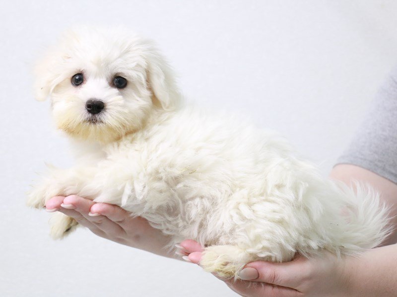 Coton De Tulear-DOG-Female-White-3870898-My Next Puppy