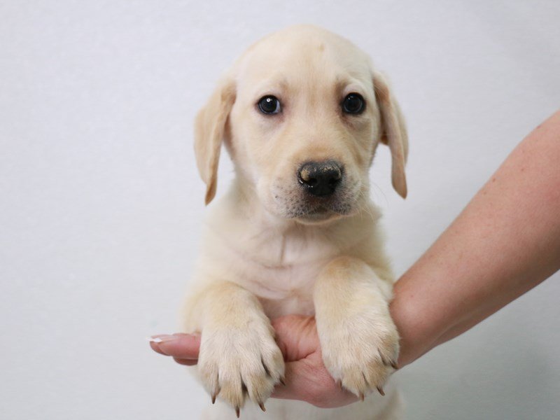 Labrador Retriever-Male-Yellow-3899398-My Next Puppy