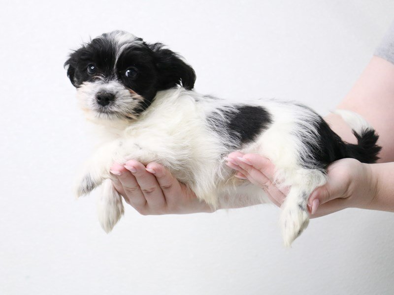 Malshi-Male-Black / White-3906970-My Next Puppy
