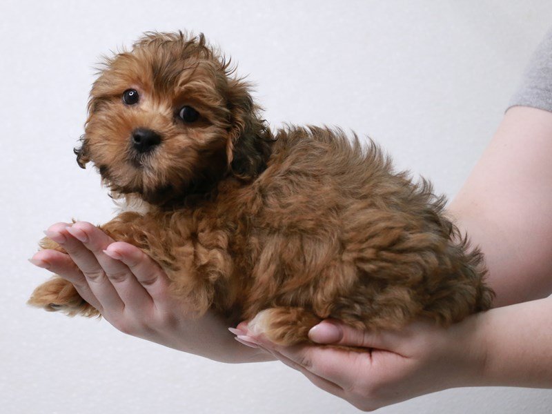 ShizaPoo-DOG-Male-Red-3960985-My Next Puppy