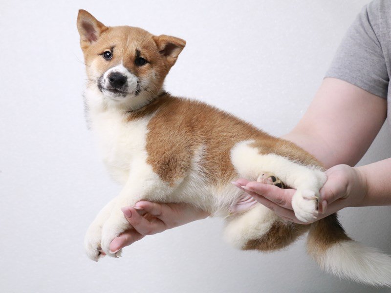 Shiba Inu-DOG-Male-Red Sesame-3960998-My Next Puppy