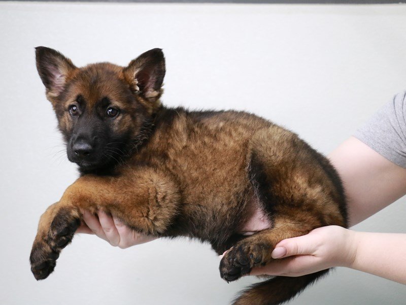 German Shepherd Dog-DOG-Female-Sable-3971633-My Next Puppy