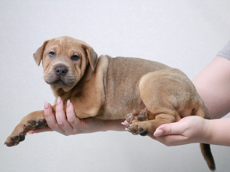 Miniature Walrus-DOG-Female-Fawn-3971556-My Next Puppy