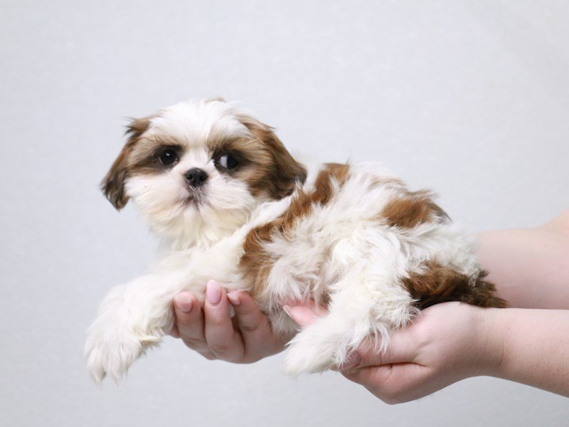 Shih Tzu-DOG-Male-Gold / White-3971558-My Next Puppy