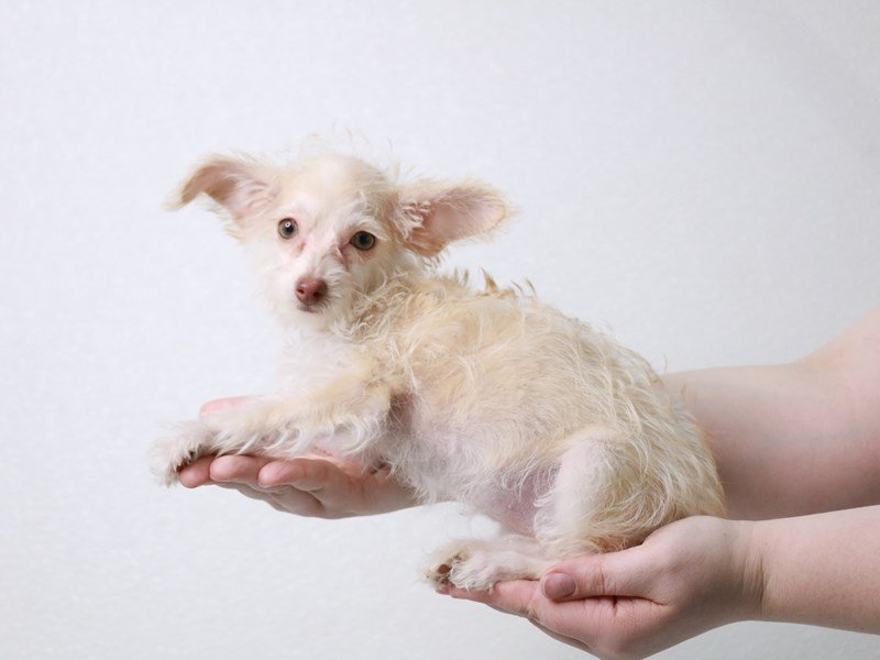 Chi-Poo-DOG-Female-Tan / White-3982189-My Next Puppy