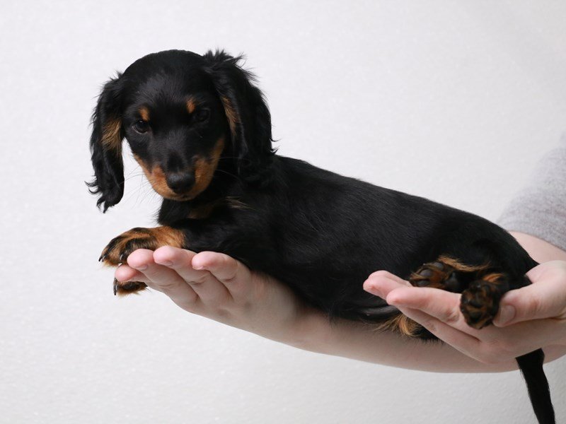 Miniature Dachshund-DOG-Female-Black / Tan-3982192-My Next Puppy