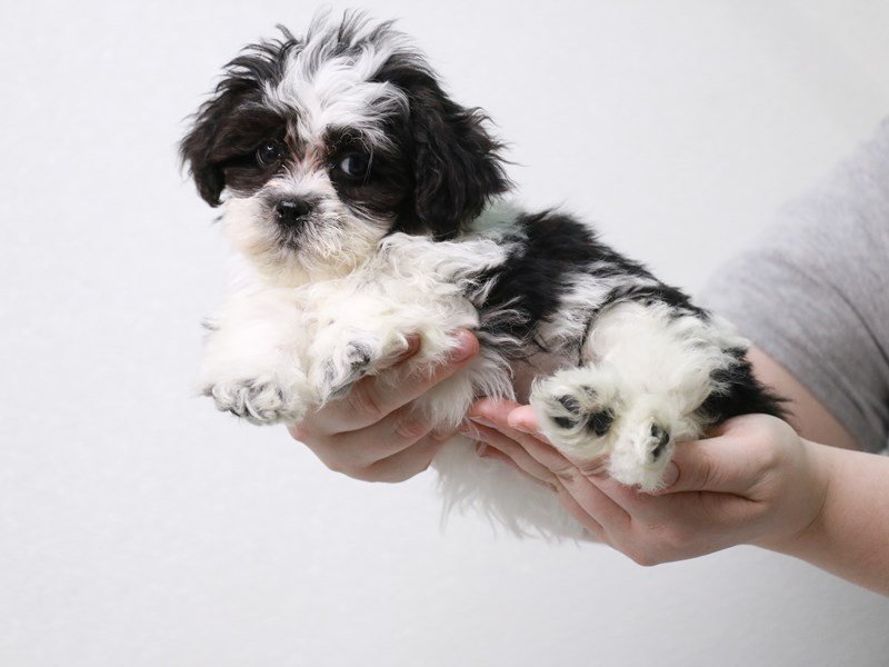 Teddy Bear-DOG-Female-White / Black-3982191-My Next Puppy