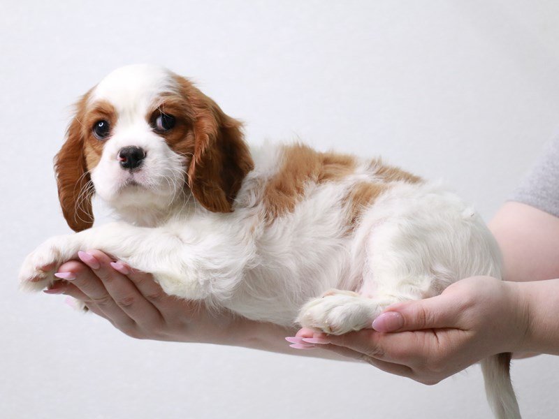 Cavalier King Charles Spaniel-DOG-Male-Blenheim / White-3992180-My Next Puppy