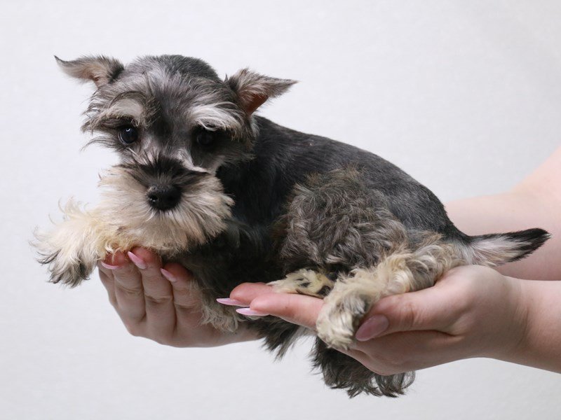 Miniature Schnauzer-DOG-Female-Salt / Pepper-3992179-My Next Puppy