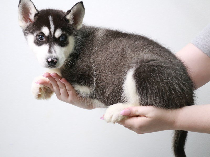 Siberian Husky-Male-Black / White-3992184-My Next Puppy