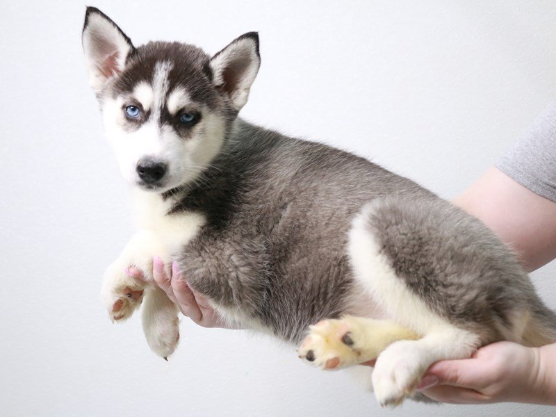 Siberian Husky-Female-Gray / White-3992183-My Next Puppy