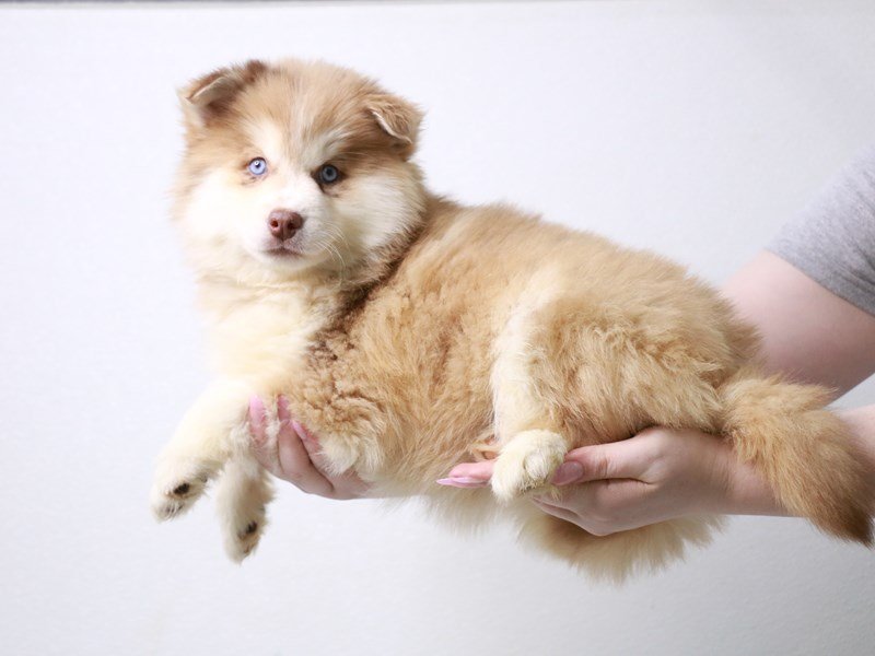 Pomsky-DOG-Male-Orange-3992188-My Next Puppy