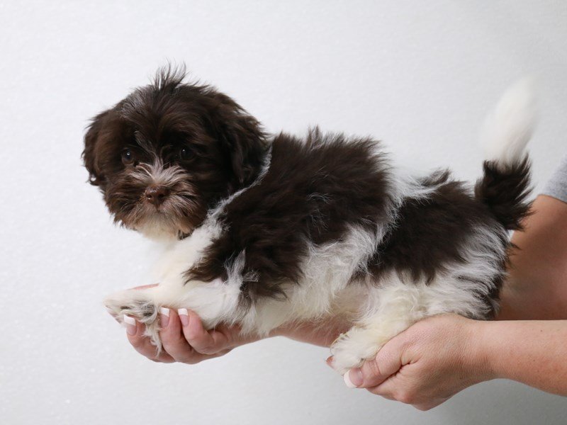 Havanese-DOG-Male-Chocolate / White-4002143-My Next Puppy