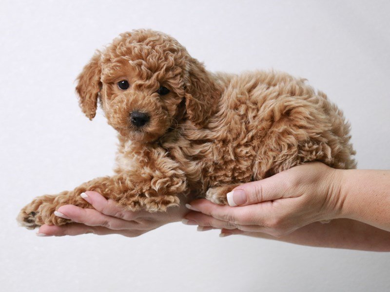 Miniature Poodle-Female-Apricot-4002146-My Next Puppy