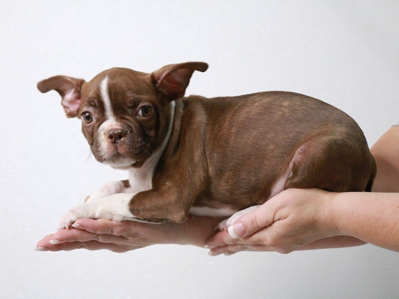 Frenchton-DOG-Female-Seal Brindle / White-4002141-My Next Puppy